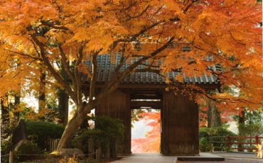 Temple Daikozenji, azalées, momiji, saga, kyushu