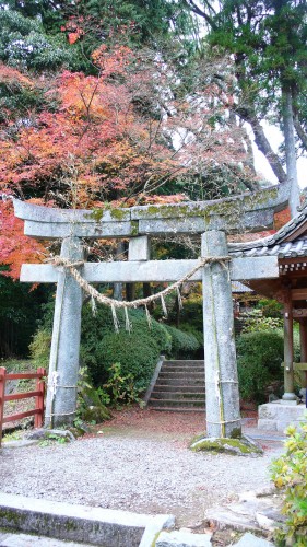 Temple Daikozenji, azalées, momiji, saga, kyushu, tori