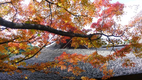 Découverte automnale du jardin de Kunenan, Saga, Kyushu, Japon.