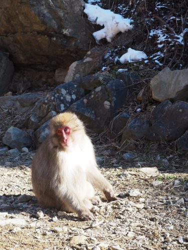 Snow Monkey Park, Macaques japonais, Nagano, Onsen