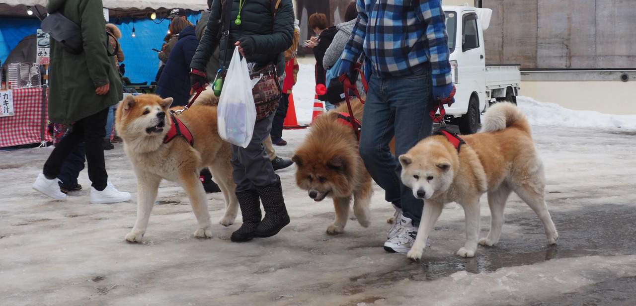 Inukko Matsuri : le festival du chien et des temples de neige à Yuzawa
