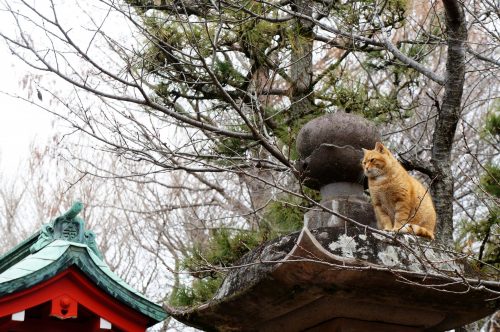 Chat au sanctuaire Okutsunomiya