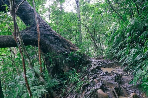 L'impressionnante végétation dans la jungle de l'île d'Iriomote dans la Préfecture d'Okinawa, Japon