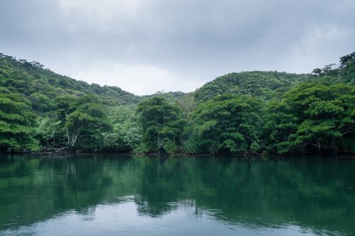 Le fleuve Urauchi sur l'île d'Iriomote dans la Préfecture d'Okinawa, Japon