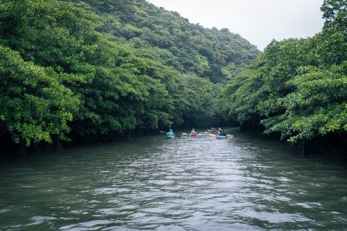 Canoë kayak sur le fleuve Urauchi sur l'île d'Iriomote dans la Préfecture d'Okinawa, Japon