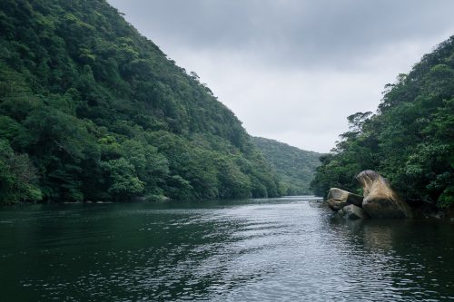 Le fleuve Urauchi sur l'île d'Iriomote dans la Préfecture d'Okinawa, Japon