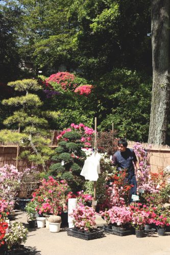 Tsutsuji Matsuri, Azalées, Sanctuaire Nezu-jinja,Tokyo, floraisons