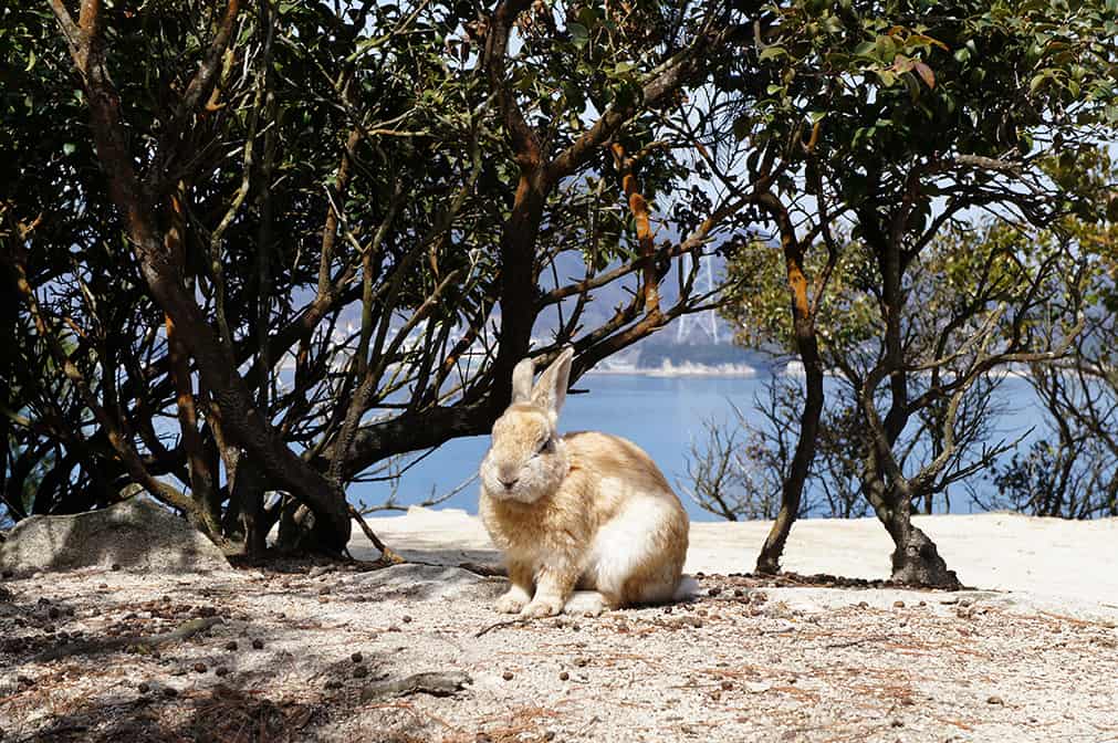 Okunoshima : l’île des lapins à Hiroshima
