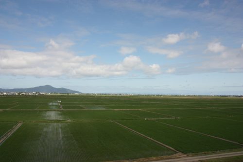Les rizières à l'approche de la ville de Niigata dans la Préfecture de Niigata, Japon