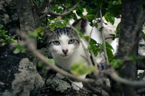 Chat dans un parc de Naha dans la Préfecture d'Okinawa, Japon