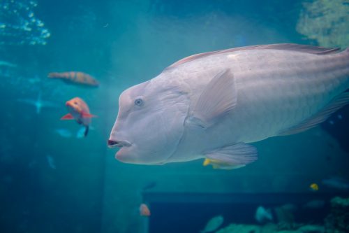 Poisson visible à l'aquarium Churaumi sur l'île d'Okinawa, Japon