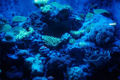 Coraux et poissons dans l'aquarium Churaumi sur l'île d'Okinawa, Japon