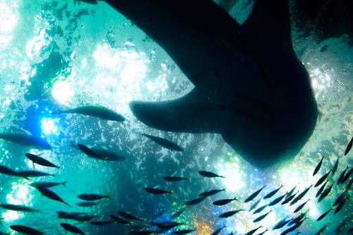 Requin-baleine dans l'aquarium de Churaumi sur l'île d'Okinawa, Japon