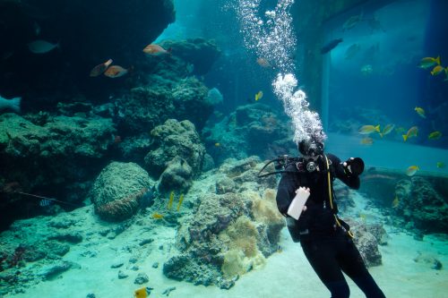 L'aquarium Churaumi sur l'île d'Okinawa, Japon