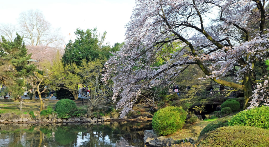 Le parc Shinjuku Gyoen et ses sakura