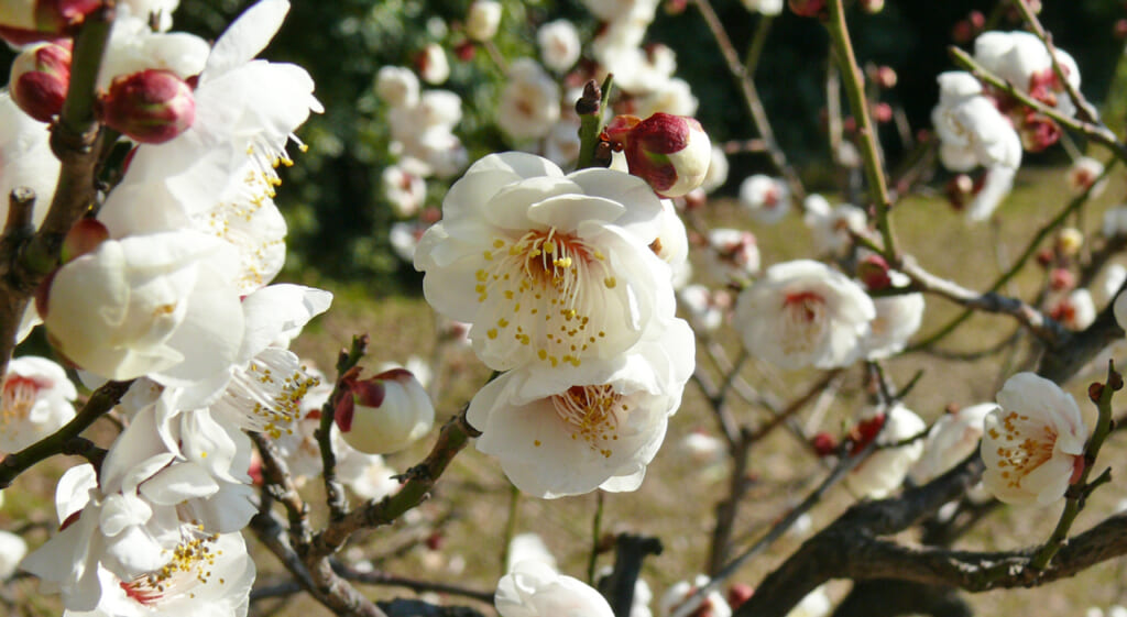 Prunier à Hama-Rikyu