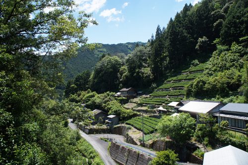 Les champs de thé dans la préfecture de Kochi, Japon