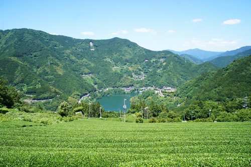 Les champs de thé dans la préfecture de Kochi, Japon