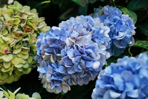Les fleurs du parc Shinrin près de Toon, Ehime, Japon