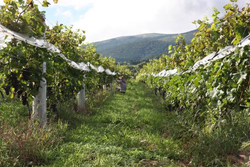 Vignoble Kuju Winery au parc national d'Aso-Kuju, préfecture d'Oita, Kyushu, Japon