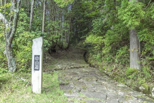 Forêt traversée lors de la randonnée de la Nakasendō, préfecture de Gifu, Japon