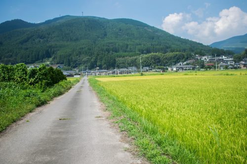 Rizières et montagnes près de Yufuin, préfecture d'Oita, Japon
