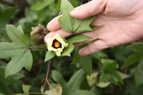 Fleur de coton bio avant récolte pour fabriquer le Yumihama-gasuri, à Yonago, préfecture de Tottori, Japon