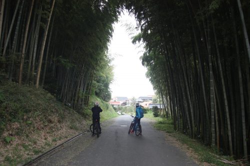 Forêt de bambous au pied du Mt Daisen dans la préfecture de Tottori, Japon