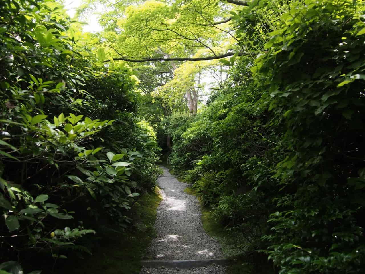L'épaisse végétation de la résidence Okochi Sanso, à Kyoto, Japon