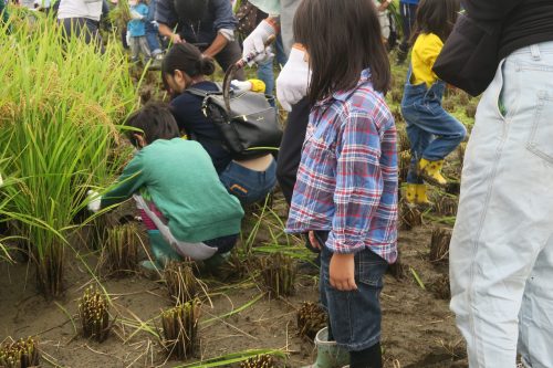 Récolte de riz pour créer l'oeuvre de Tambo Art à Gyoda, préfecture de Saitama, Japon