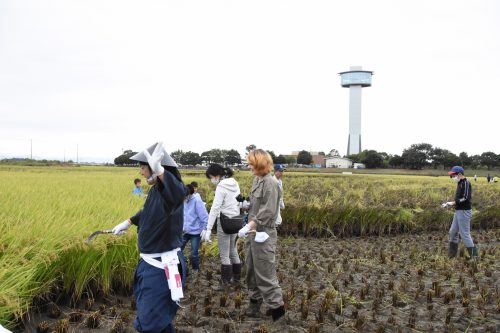 Récolte de riz pour créer l'oeuvre de Tambo Art à Gyoda, préfecture de Saitama, Japon