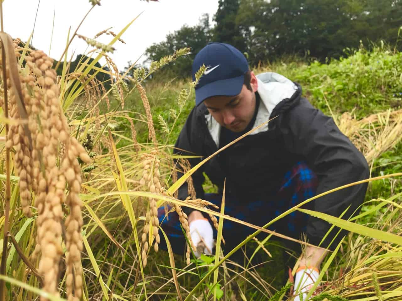 Écotourisme et récolte de riz à Murakami