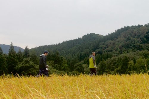 Récolte des rizières à Murakami, préfecture de Niigata, Japon