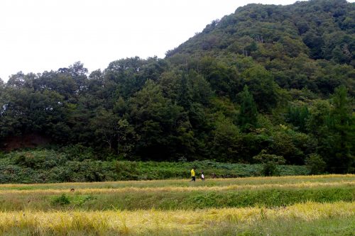 Récolte des rizières à Murakami, préfecture de Niigata, Japon