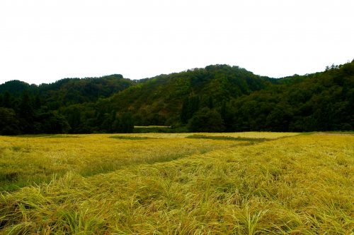 Les rizières dorées de Murakami, préfecture de Niigata, Japon