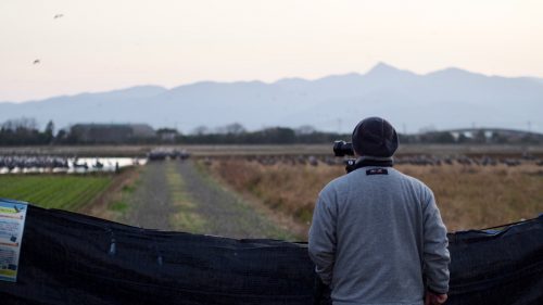 Observer les grues à l'aube dans les champs d'Izumi, préfecture de Kagoshima, Kyushu, Japon