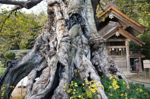 Arbre millénaire aux alentours du grand sanctuaire d'Izumo, région du San'in, préfecture de Shimane, Japon