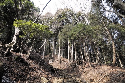 Les immenses arbres de la forêt du Mt Oyama, préfecture de Kanagawa, Japon