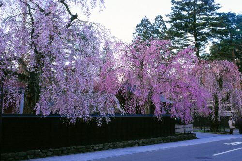 Les magnifiques cerisiers en fleurs au printemps à Kakunodate, Senboku, Akita, Japon