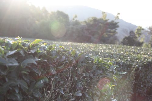 Les buissons de thé vert dans un champ de thé à Higashisonogi, préfecture de Nagasaki