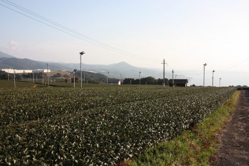 Paysage de champs de thé vert à Higashisonogi, préfecture de Nagasaki
