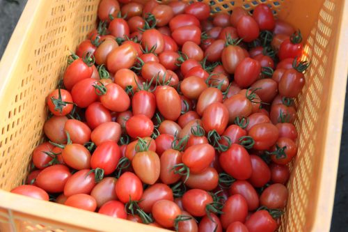 Récolte de tomates cerises sur l'exploitation de M et Mme Komiya à Minamisatsuma, Kagoshima, Kyushu, Japon
