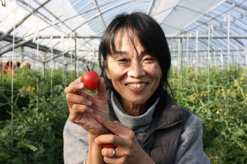 Mme Komiya dans sa serre de tomates cerises à Minamisatsuma, Kagoshima, Kyushu, Japon