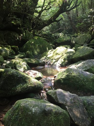 Ruisseau et pierres recouvertes de mousse sur le chemin de Shiratani Unsuikyo sur l'île de Yakushima, Japon
