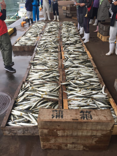 Marché aux poissons de Kamae : les poissons prêts pour les enchères