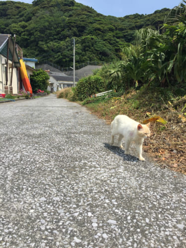 Chat au bord d'une petite route sur l'île de Fukashima