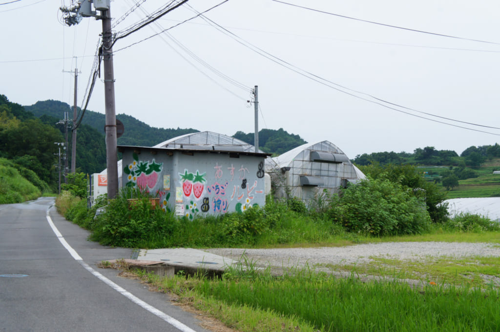 Serres où sont cultivées des fraises sur le bod d'une route à Asuka