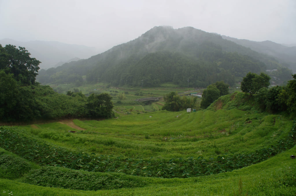 Asuka : vue des rizières en terrasse d'Inabuchi Tanada sous la pluie