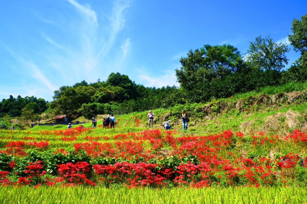 Les rizières d'Inabuchi Tanada recouvertes de fleurs rouges higan-bana 