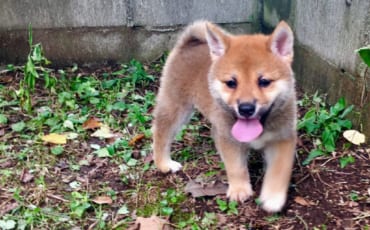 Chiot shiba inu dans l'élevage de M. Miyazaki, près du mont Aso
